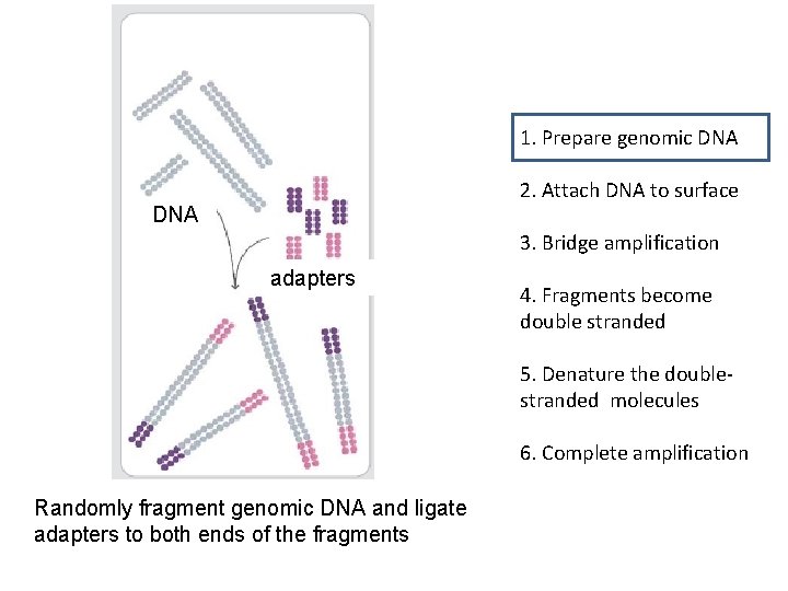 1. Prepare genomic DNA 2. Attach DNA to surface DNA 3. Bridge amplification adapters 1. Prepare genomic DNA 2. Attach DNA to surface DNA 3. Bridge amplification adapters