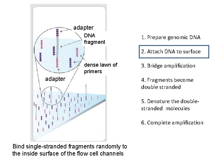 adapter DNA fragment 1. Prepare genomic DNA 2. Attach DNA to surface dense lawn adapter DNA fragment 1. Prepare genomic DNA 2. Attach DNA to surface dense lawn