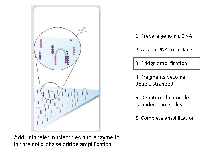 1. Prepare genomic DNA 2. Attach DNA to surface 3. Bridge amplification 4. Fragments 1. Prepare genomic DNA 2. Attach DNA to surface 3. Bridge amplification 4. Fragments