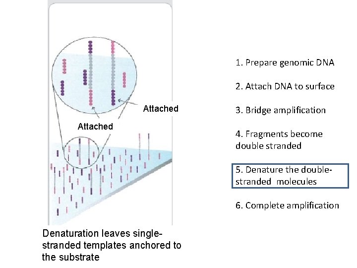 1. Prepare genomic DNA 2. Attach DNA to surface Attached 3. Bridge amplification 4. 1. Prepare genomic DNA 2. Attach DNA to surface Attached 3. Bridge amplification 4.