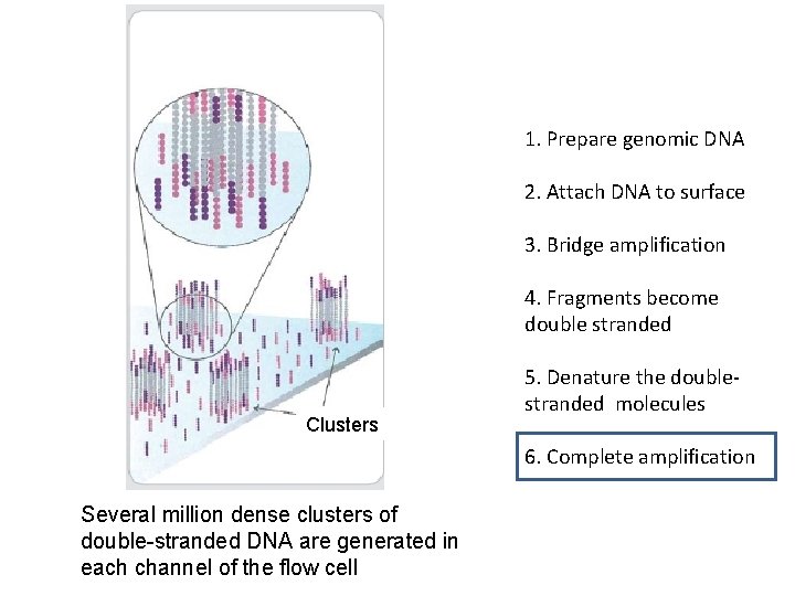 1. Prepare genomic DNA 2. Attach DNA to surface 3. Bridge amplification 4. Fragments 1. Prepare genomic DNA 2. Attach DNA to surface 3. Bridge amplification 4. Fragments