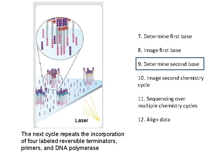7. Determine first base 8. Image first base 9. Determine second base 10. Image 7. Determine first base 8. Image first base 9. Determine second base 10. Image