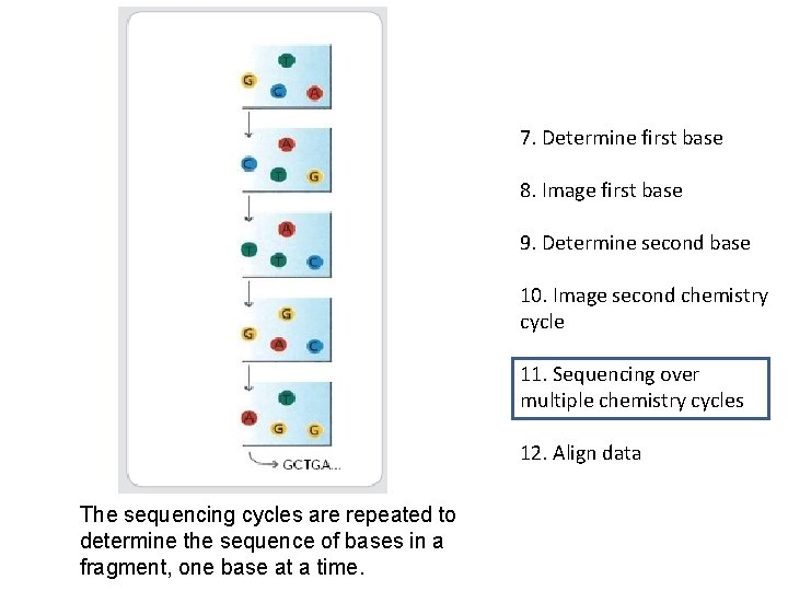 7. Determine first base 8. Image first base 9. Determine second base 10. Image 7. Determine first base 8. Image first base 9. Determine second base 10. Image