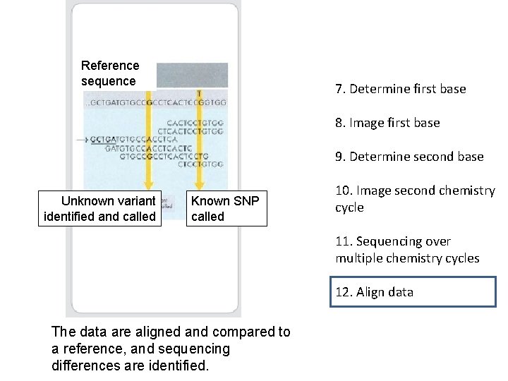 Reference sequence 7. Determine first base 8. Image first base 9. Determine second base Reference sequence 7. Determine first base 8. Image first base 9. Determine second base