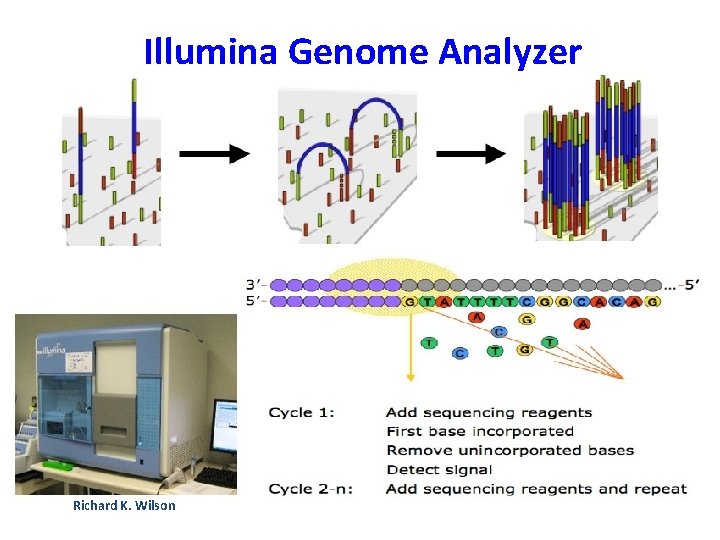 Illumina Genome Analyzer Richard K. Wilson Illumina Genome Analyzer Richard K. Wilson