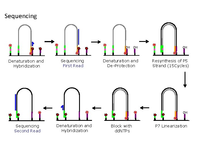 Sequencing OH OH Denaturation and Hybridization Sequencing First Read Denaturation and De-Protection OH Resynthesis Sequencing OH OH Denaturation and Hybridization Sequencing First Read Denaturation and De-Protection OH Resynthesis