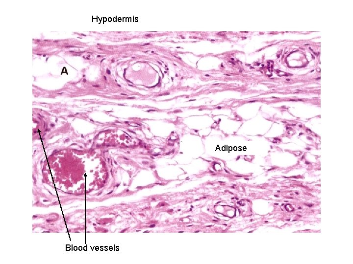 Hypodermis Adipose Blood vessels 