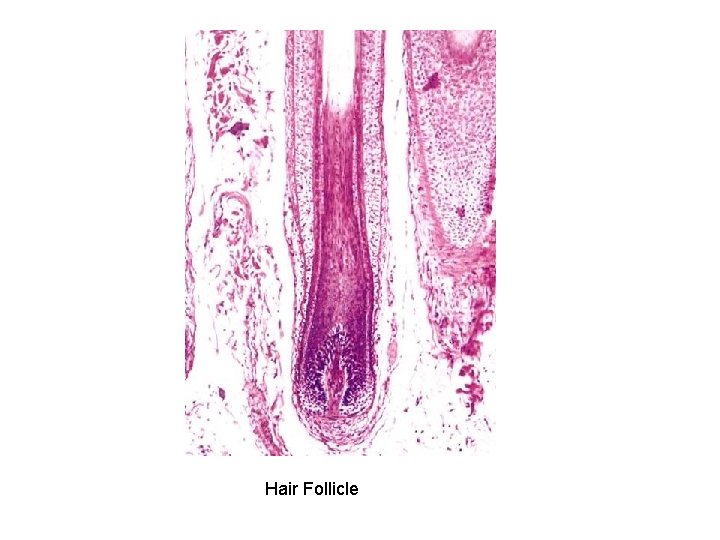 Hair Follicle 