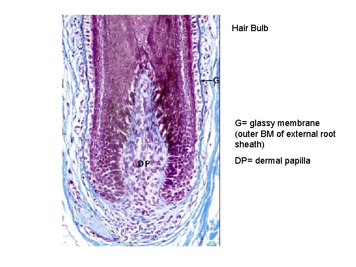 Hair Bulb G= glassy membrane (outer BM of external root sheath) DP= dermal papilla