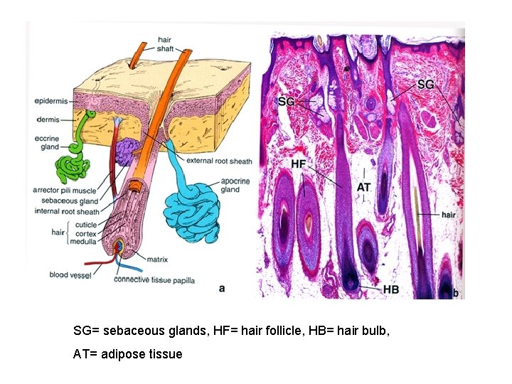 SG= sebaceous glands, HF= hair follicle, HB= hair bulb, AT= adipose tissue 
