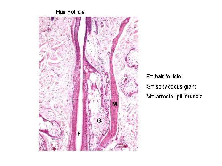 Hair Follicle F= hair follicle G= sebaceous gland M= arrector pili muscle 