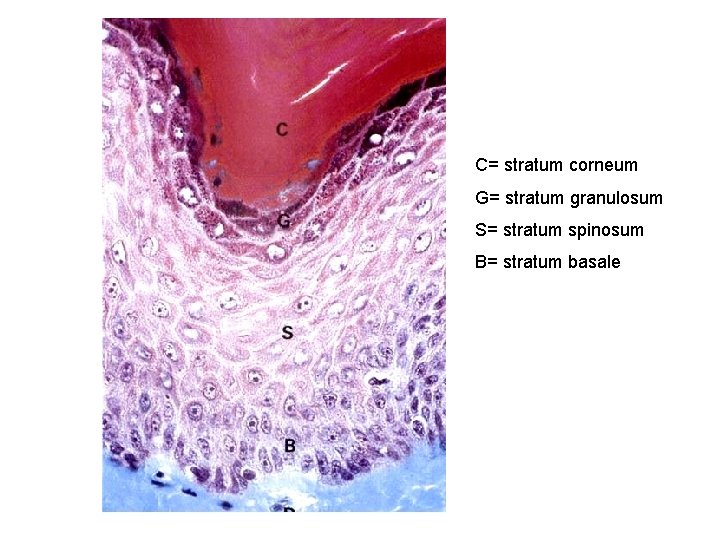 C= stratum corneum G= stratum granulosum S= stratum spinosum B= stratum basale 