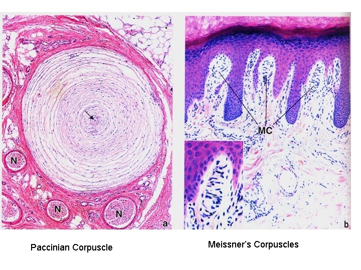 Paccinian Corpuscle Meissner’s Corpuscles 