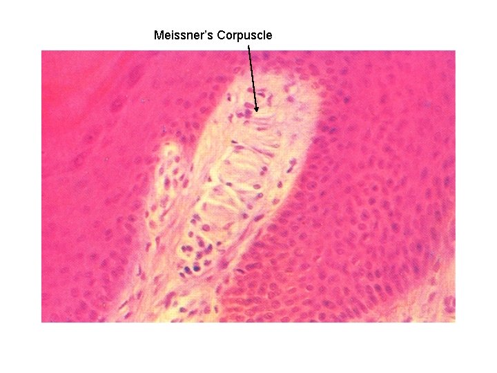 Meissner’s Corpuscle 