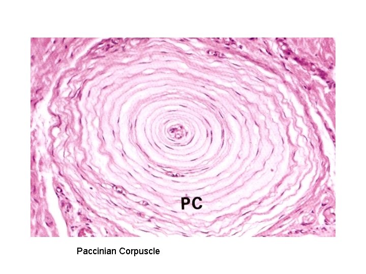 Paccinian Corpuscle 