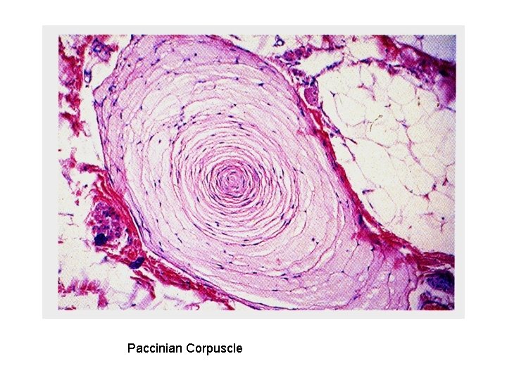 Paccinian Corpuscle 