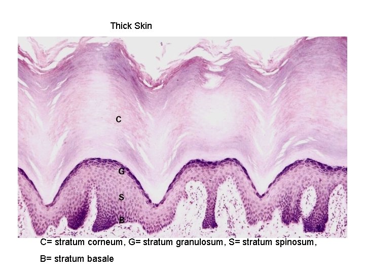 Thick Skin C= stratum corneum, G= stratum granulosum, S= stratum spinosum, B= stratum basale