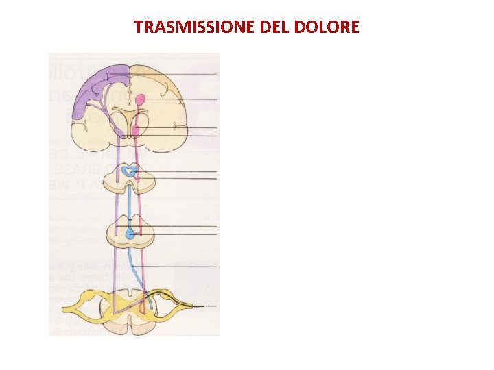 TRASMISSIONE DEL DOLORE Corteccia somato-sensoriale (giro postcentrale): componenti sensorio-discriminative del dolore Alle aree limbiche