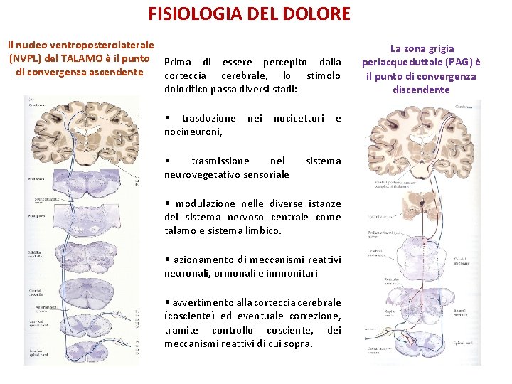 FISIOLOGIA DEL DOLORE Il nucleo ventroposterolaterale (NVPL) del TALAMO è il punto Prima di