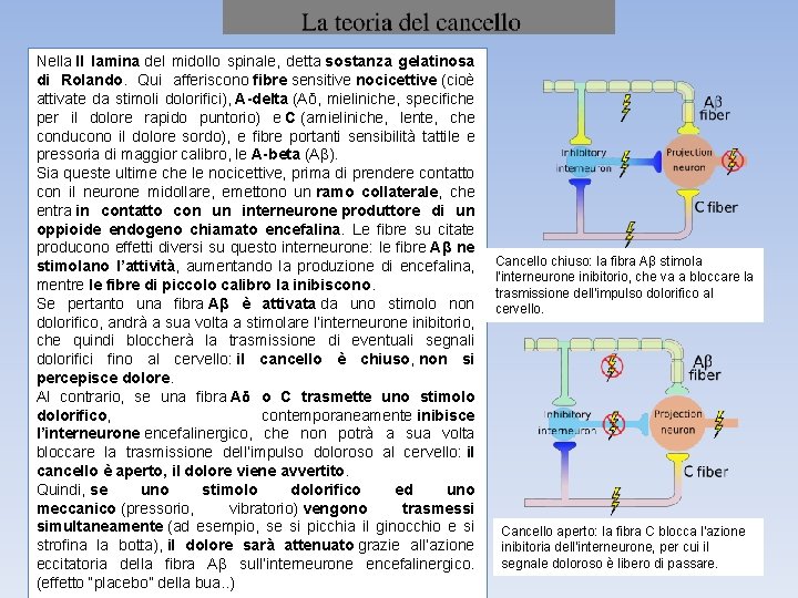 Nella II lamina del midollo spinale, detta sostanza gelatinosa di Rolando. Qui afferiscono fibre