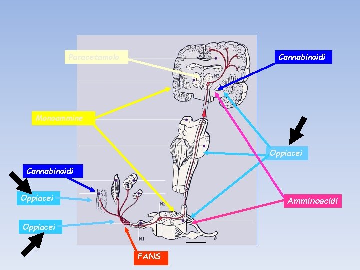 Paracetamolo Cannabinoidi Monoammine Oppiacei Cannabinoidi Oppiacei Amminoacidi Oppiacei FANS 