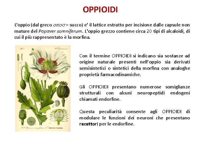 OPPIOIDI L'oppio (dal greco = succo) e' il lattice estratto per incisione dalle capsule