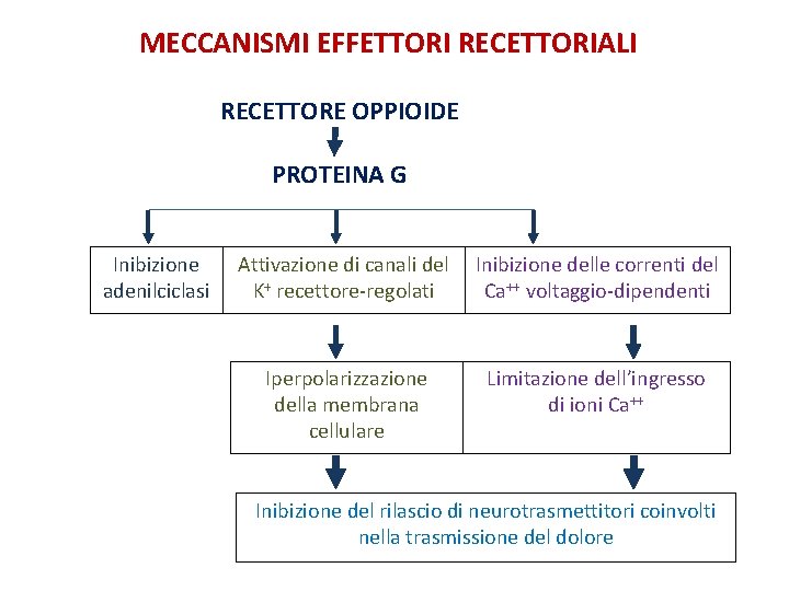 MECCANISMI EFFETTORI RECETTORIALI RECETTORE OPPIOIDE PROTEINA G Inibizione adenilciclasi Attivazione di canali del K+