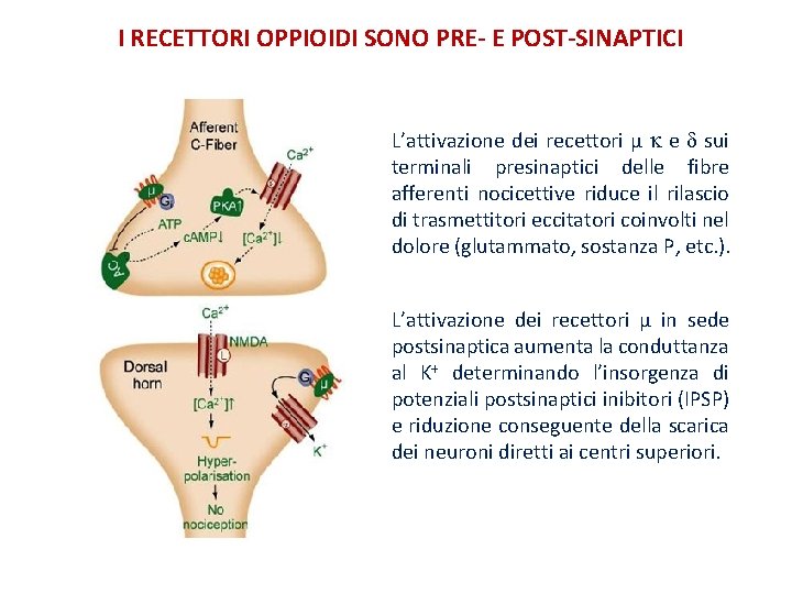 I RECETTORI OPPIOIDI SONO PRE- E POST-SINAPTICI L’attivazione dei recettori µ e sui terminali