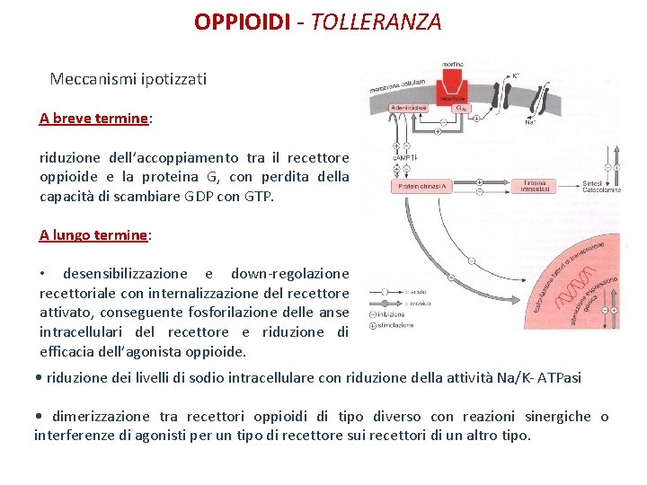 OPPIOIDI - TOLLERANZA Meccanismi ipotizzati A breve termine: riduzione dell’accoppiamento tra il recettore oppioide