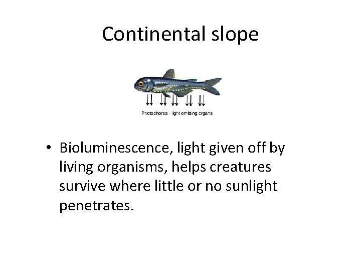 Continental slope • Bioluminescence, light given off by living organisms, helps creatures survive where