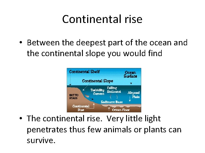 Continental rise • Between the deepest part of the ocean and the continental slope