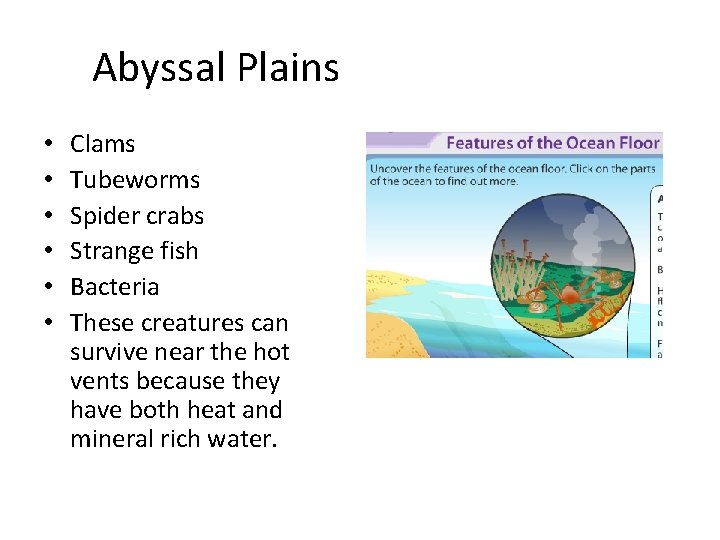 Abyssal Plains • • • Clams Tubeworms Spider crabs Strange fish Bacteria These creatures