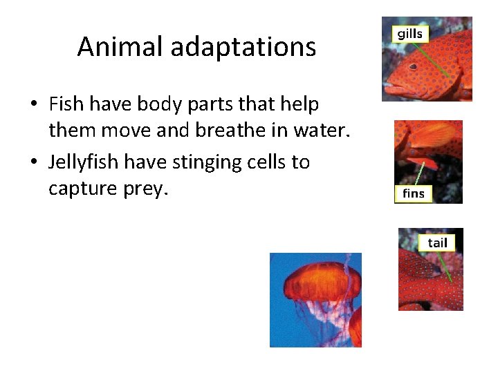 Animal adaptations • Fish have body parts that help them move and breathe in