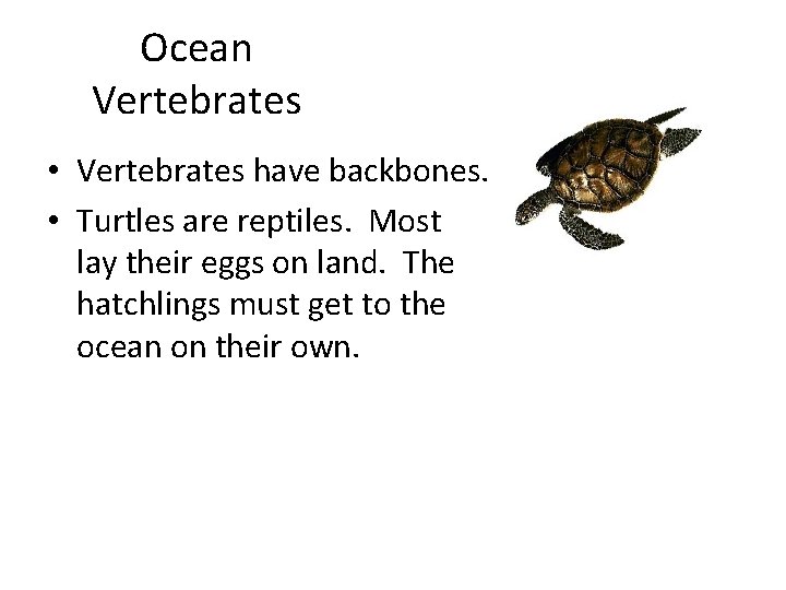 Ocean Vertebrates • Vertebrates have backbones. • Turtles are reptiles. Most lay their eggs