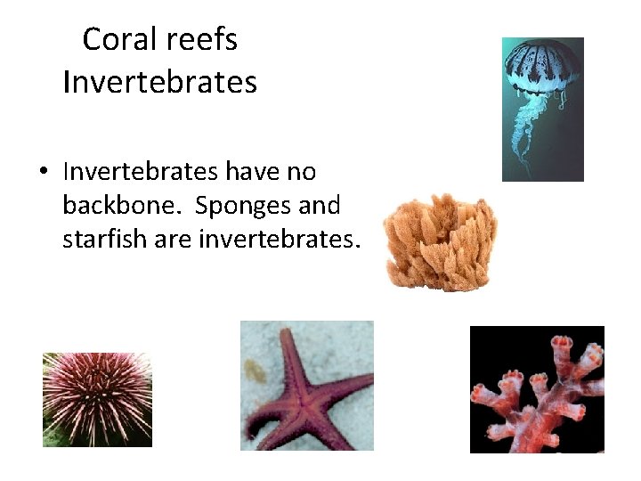 Coral reefs Invertebrates • Invertebrates have no backbone. Sponges and starfish are invertebrates. 