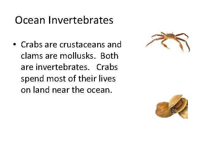 Ocean Invertebrates • Crabs are crustaceans and clams are mollusks. Both are invertebrates. Crabs