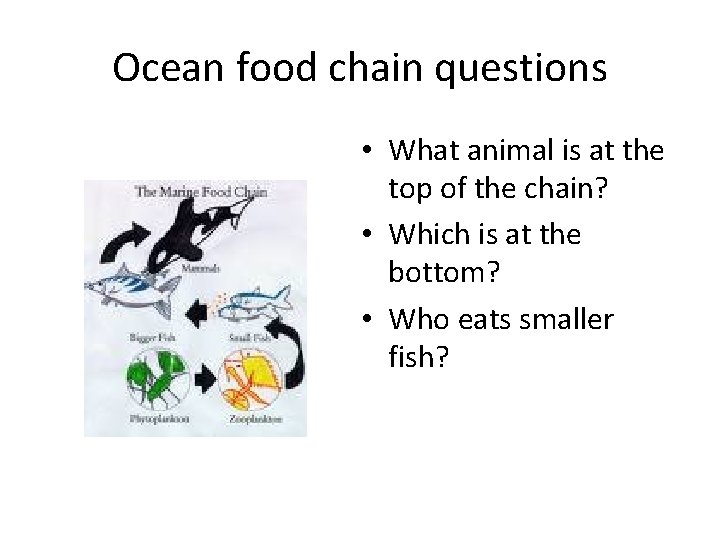 Ocean food chain questions • What animal is at the top of the chain?