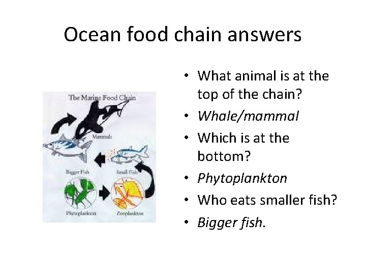 Ocean food chain answers • What animal is at the top of the chain?