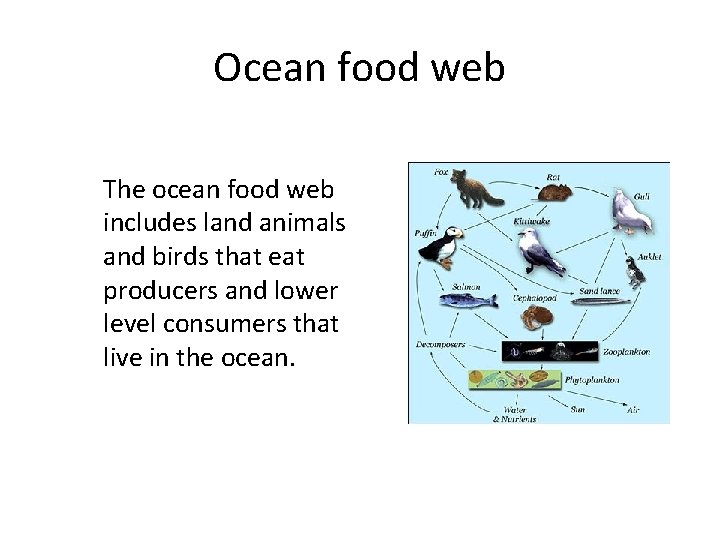 Ocean food web The ocean food web includes land animals and birds that eat