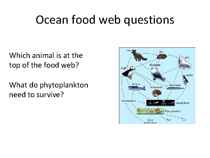 Ocean food web questions Which animal is at the top of the food web?