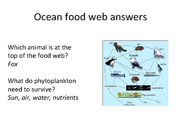 Ocean food web answers Which animal is at the top of the food web?