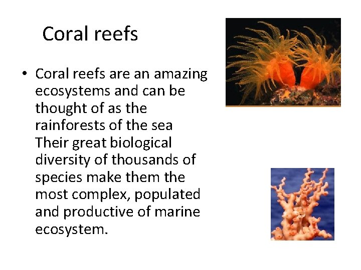 Coral reefs • Coral reefs are an amazing ecosystems and can be thought of