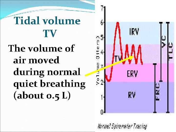 Tidal volume TV The volume of air moved during normal quiet breathing (about 0.