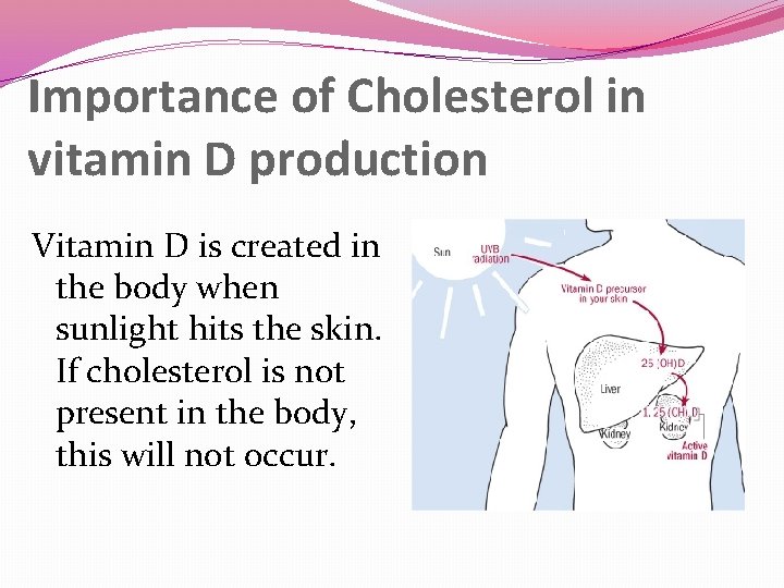 Importance of Cholesterol in vitamin D production Vitamin D is created in the body