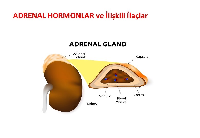 ADRENAL HORMONLAR ve İlişkili İlaçlar 