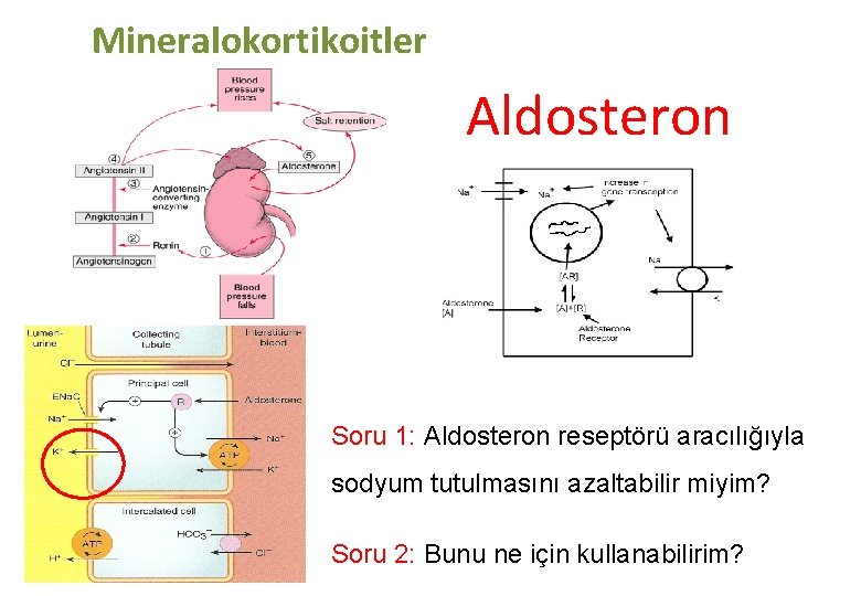 Mineralokortikoitler Aldosteron Soru 1: Aldosteron reseptörü aracılığıyla sodyum tutulmasını azaltabilir miyim? Soru 2: Bunu