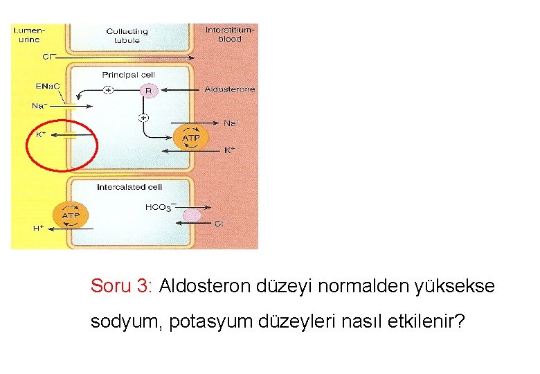 Soru 3: Aldosteron düzeyi normalden yüksekse sodyum, potasyum düzeyleri nasıl etkilenir? 