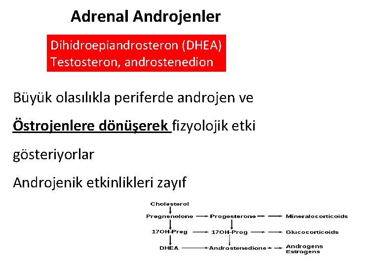 Adrenal Androjenler Dihidroepiandrosteron (DHEA) Testosteron, androstenedion Büyük olasılıkla periferde androjen ve Östrojenlere dönüşerek fizyolojik
