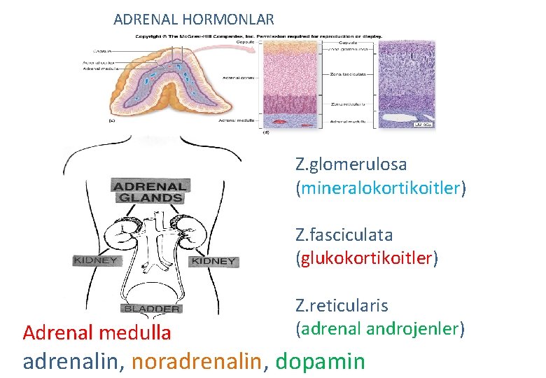 ADRENAL HORMONLAR Z. glomerulosa (mineralokortikoitler) Z. fasciculata (glukokortikoitler) Adrenal medulla Z. reticularis (adrenal androjenler)