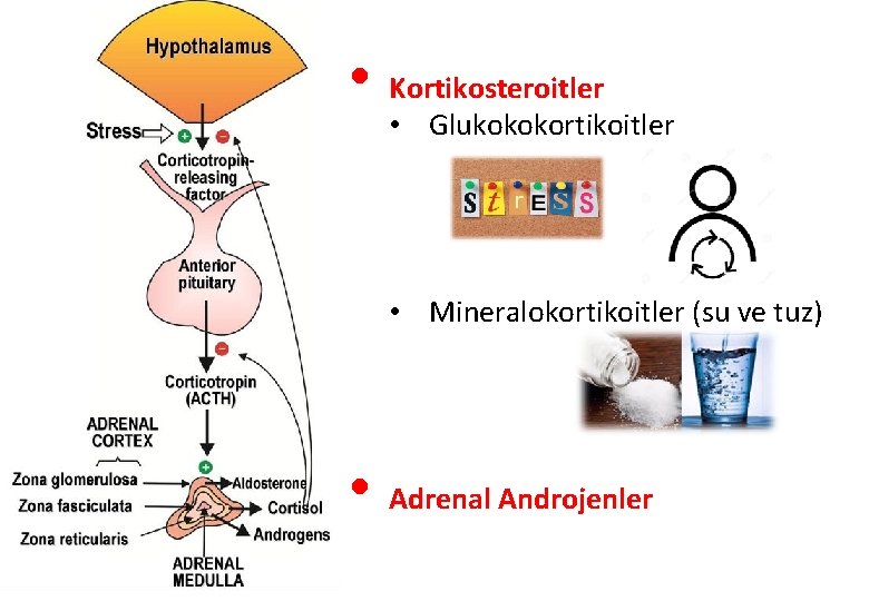  • Kortikosteroitler • Glukokokortikoitler • Mineralokortikoitler (su ve tuz) • Adrenal Androjenler 